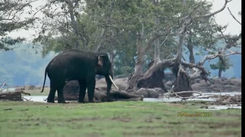 Unbelievable Behavior of the Tusker who Killed an Elephant-කලාවැවේ අලියව මරපු ඇතාගෙ අමුතු හැසිරීම