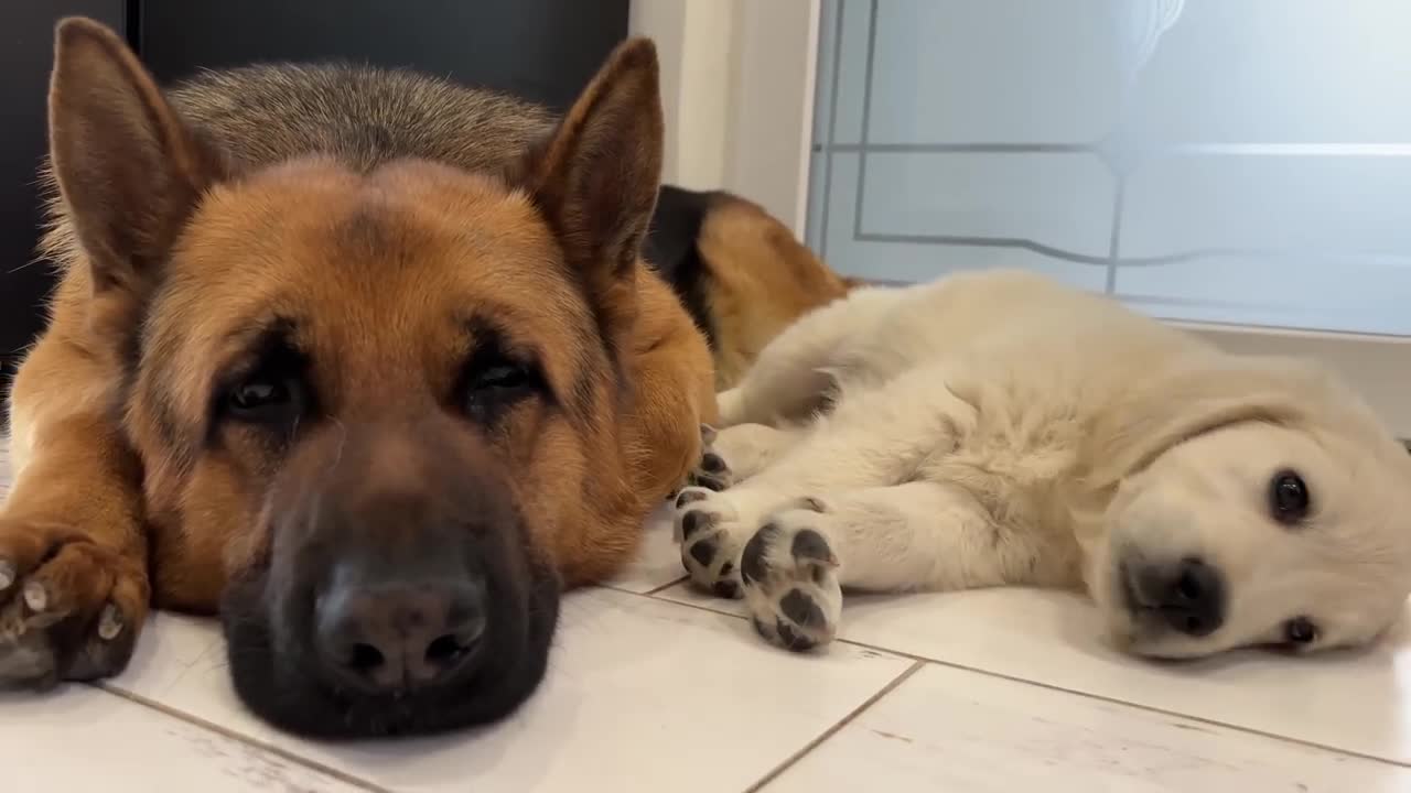 German Shepherd Loves Golden Retriever Puppy [Cutest Video Ever]
