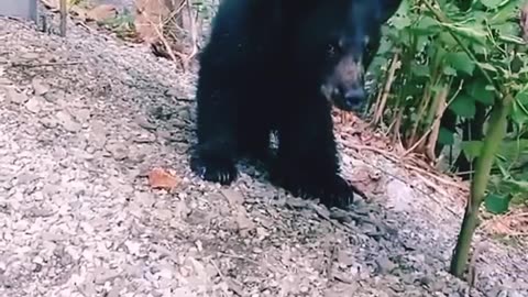 "Heroic Rescue: Woman Saves Baby Bear Trapped in Plastic Bottle"