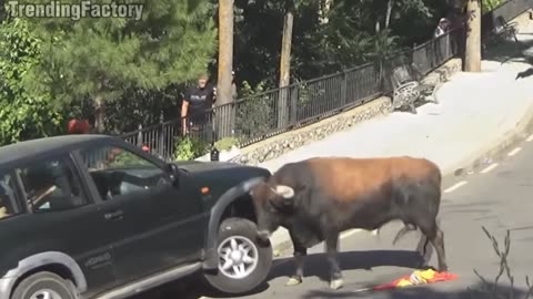 bull lifting the car