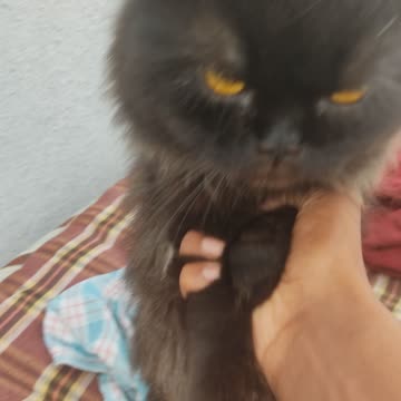 Cat are playing in me in teres