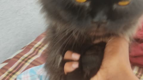 Cat are playing in me in teres