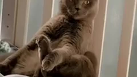 Funny dogs and cats animals video funniest😀😂🤣😃😄
