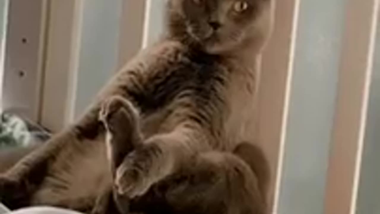 Funny dogs and cats animals video funniest๐๐๐คฃ๐๐