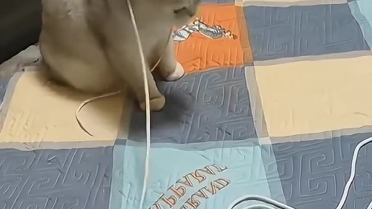 Funny cat