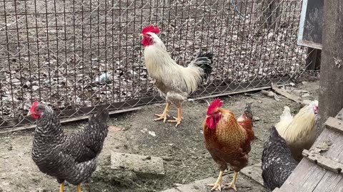 Chickens, animals