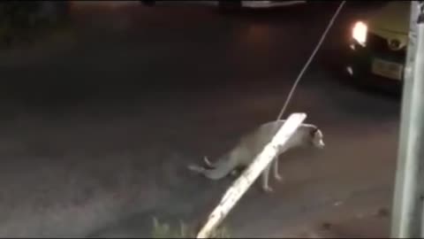 Funny video tik tok