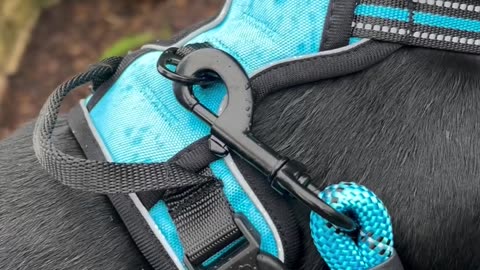 Want to explore the world with your furry best friend by your side? 🐾🌍