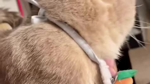 WOW!!! The cat's talking.Funny cats #shorts