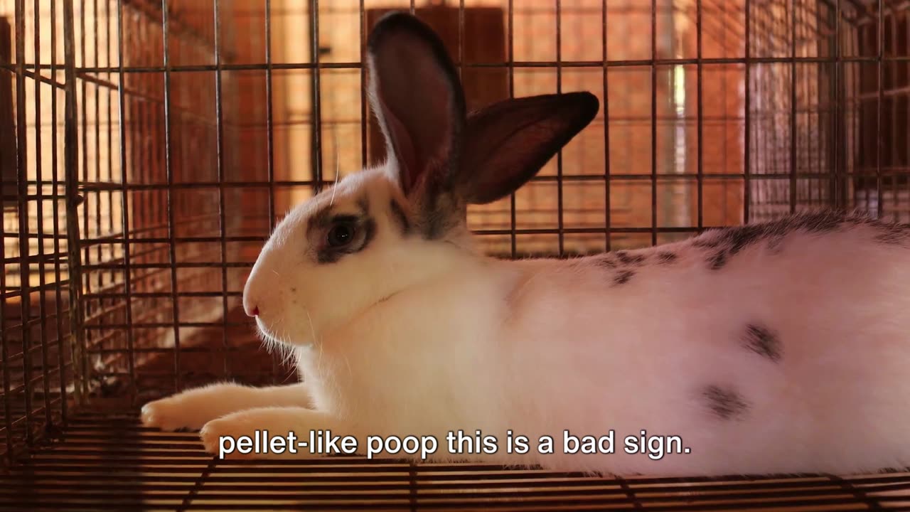 3 Signs Your Poop Is Healthy
