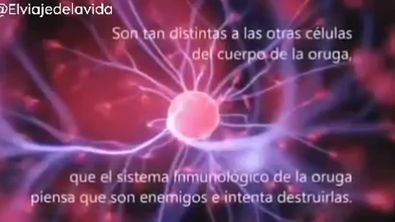 CÉLULAS IMAGINATIVAS