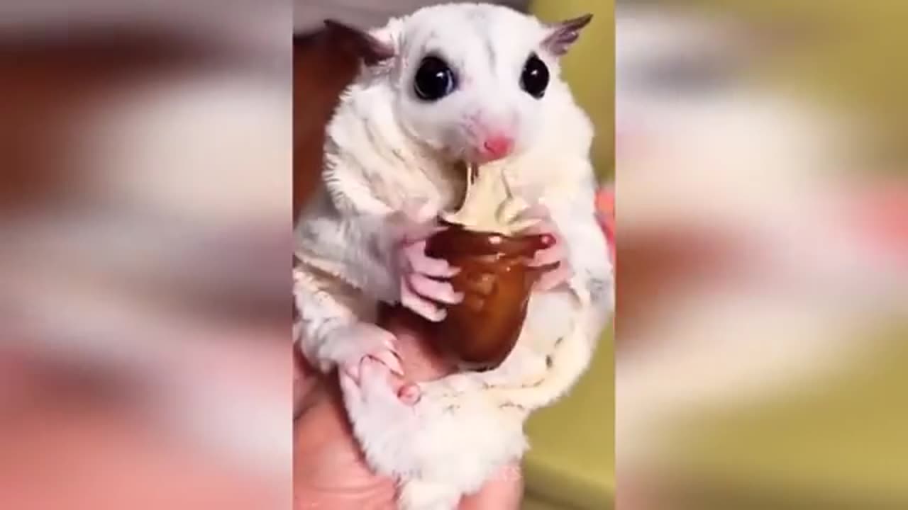 Cute Baby Animals Videos Compilation | Funny and Cute Moment of the Animals