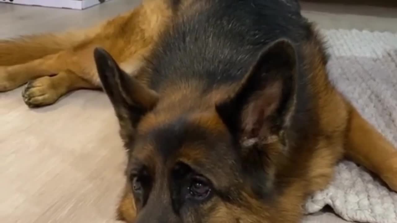 dog Lord curiously wiggles his ears