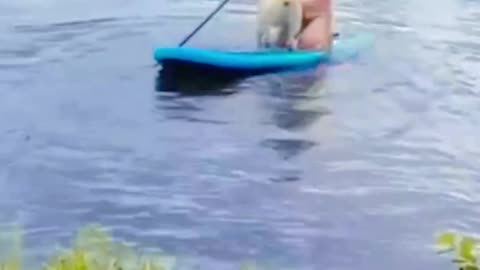 Animal funny moment 😺😁