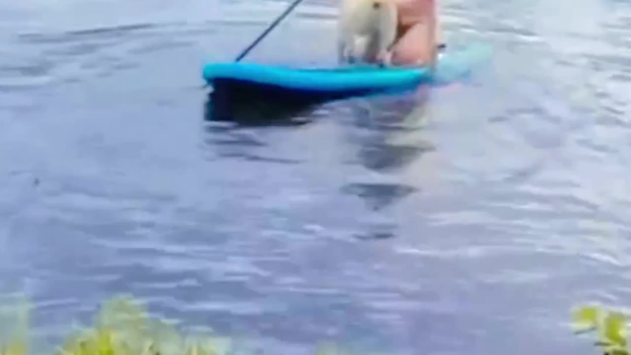 Animal funny moment 😺😁