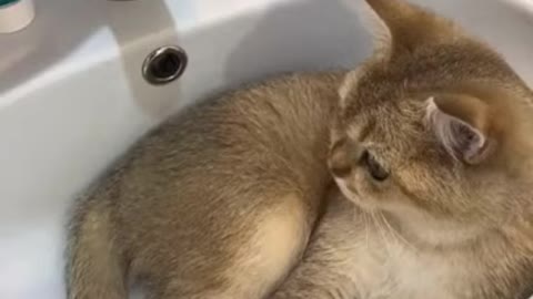 cats funny videos