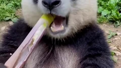 Funny eating of animals