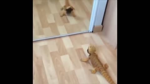 Best Funny Animal Videos of the year 2024, funniest animals