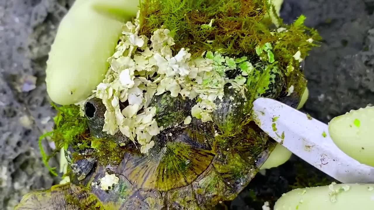 Sea turtle become kings of prey after removing millions of sea creatures and barnacles on shell