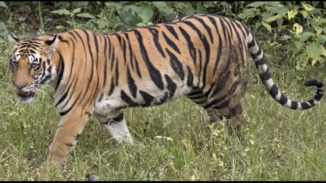 Lion vs tiger who do you think won