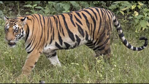 Lion vs tiger who do you think won
