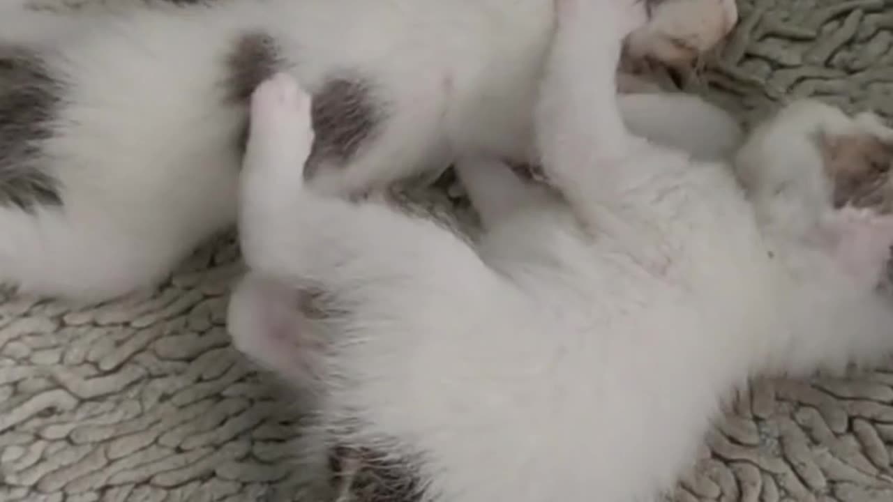 Baby Cats - Cute and Funny Cat Videos