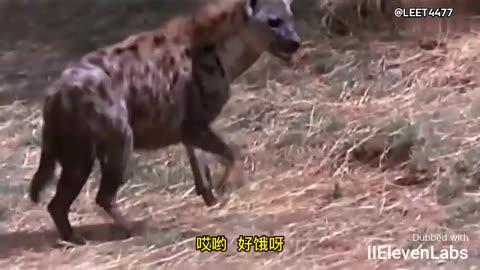 Animal World Funny English Voiceover Clever duck mom, outsmarting the hyenas in a battle of wits!
