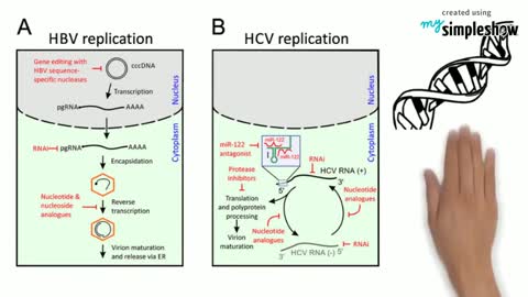 Viral Hepatitis and Liver Cancer Awareness