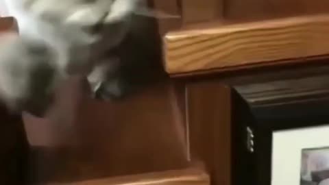 Cats cute viral funny video 😹😹