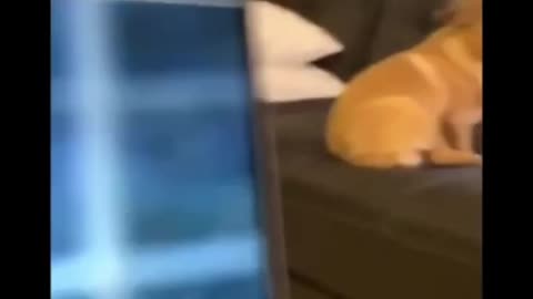This dog sheds its hair