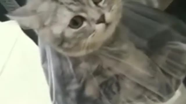 Cat Funny Videos...(Cat be like WTF 😂🔥) #catlove#love