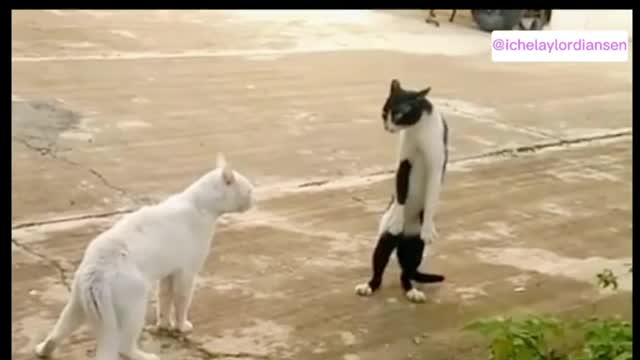 HAVE YOU EVER SEEN A FIGHT LIKE THIS