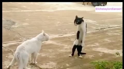 HAVE YOU EVER SEEN A FIGHT LIKE THIS