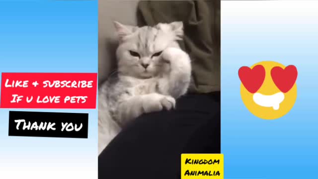 Funny and cute pets that will make your day, cats and dogs.