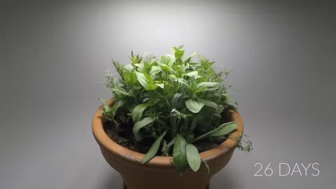 Growing Flowers Time Lapse - 47 Days