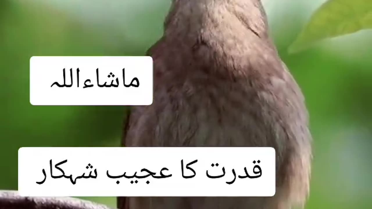 Very beautiful voice of Bird|| Allah ki makhlooq||Allah ki qudrat
