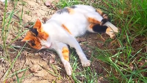 A cute cat falls asleep in the sun