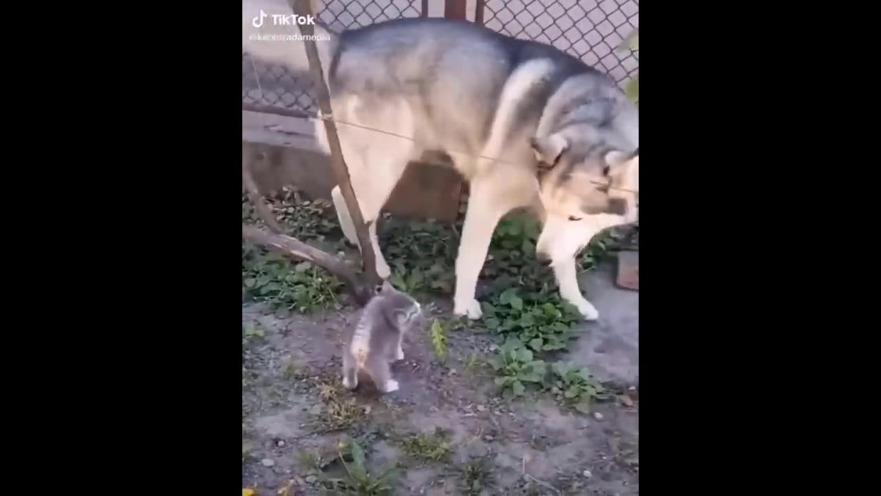 Most funniest dog & cat funny video 2023