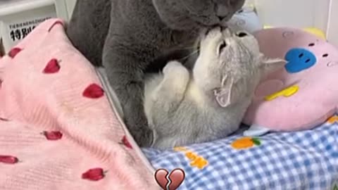 Cats romance vedio , cats romantic vedio