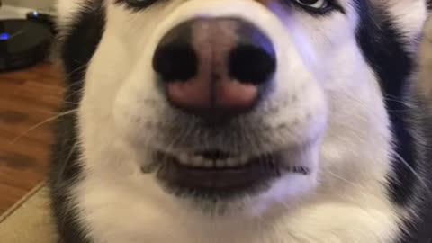 Husky Vs. Donut!