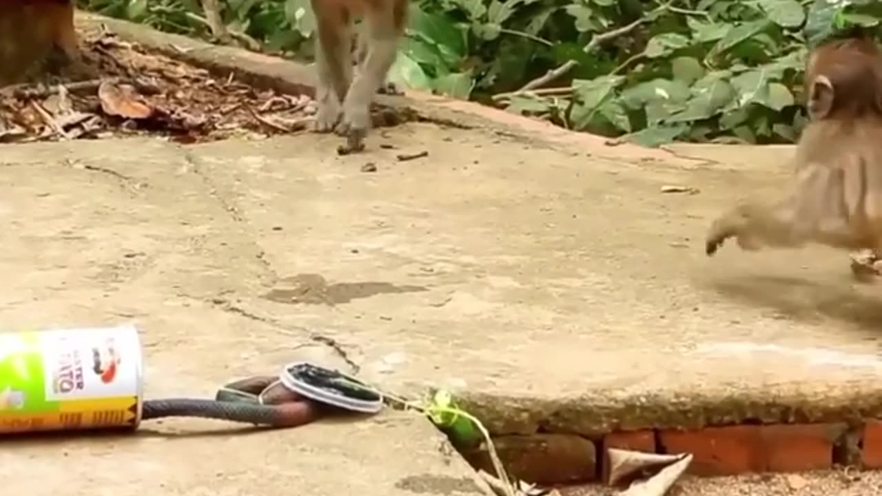 Real Moneky Fake Snake Funy Video