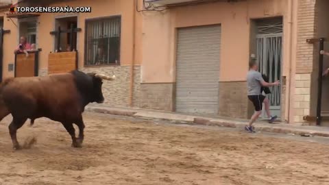 Bullfighting culture little brother crazy to provoke