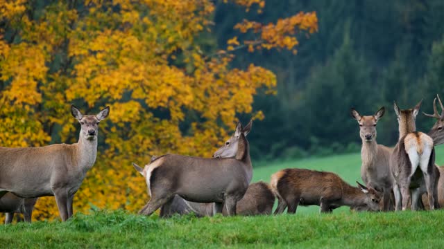 deer in the crowd