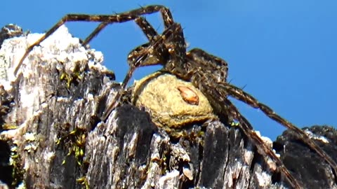 Water Spider