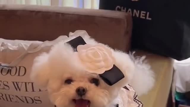 Puppy transformation.Are you amazed