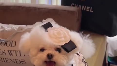 Puppy transformation.Are you amazed