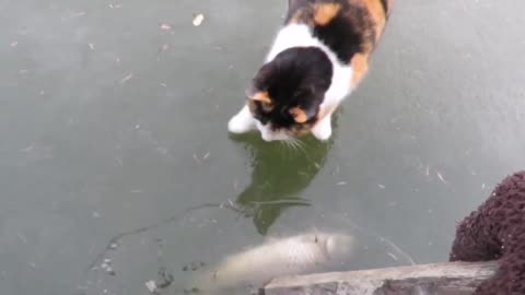 🙏❤🎉🎉🎉🎊🎊🎊️SWEET AND FUNNY PETS SHOTS 🙏❤️❤️🎉🎉🎉🎊🎊🎊
