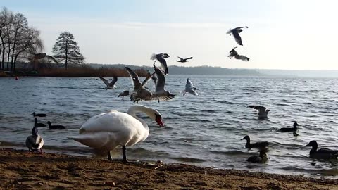 Bird eating tha fish
