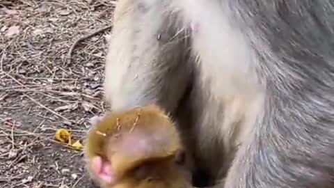monkey