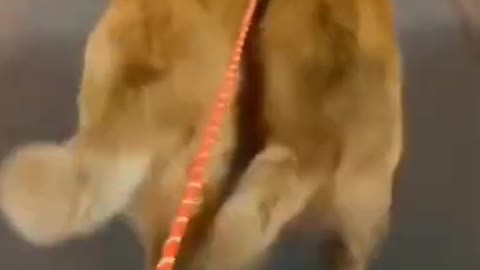 Cute dog